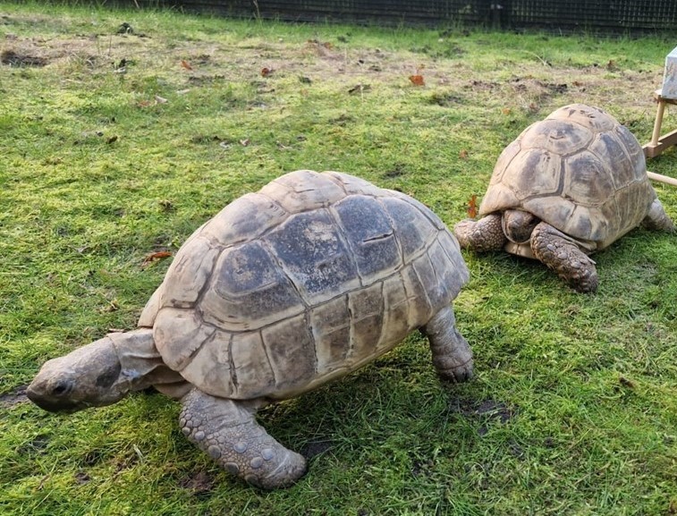 tortoises