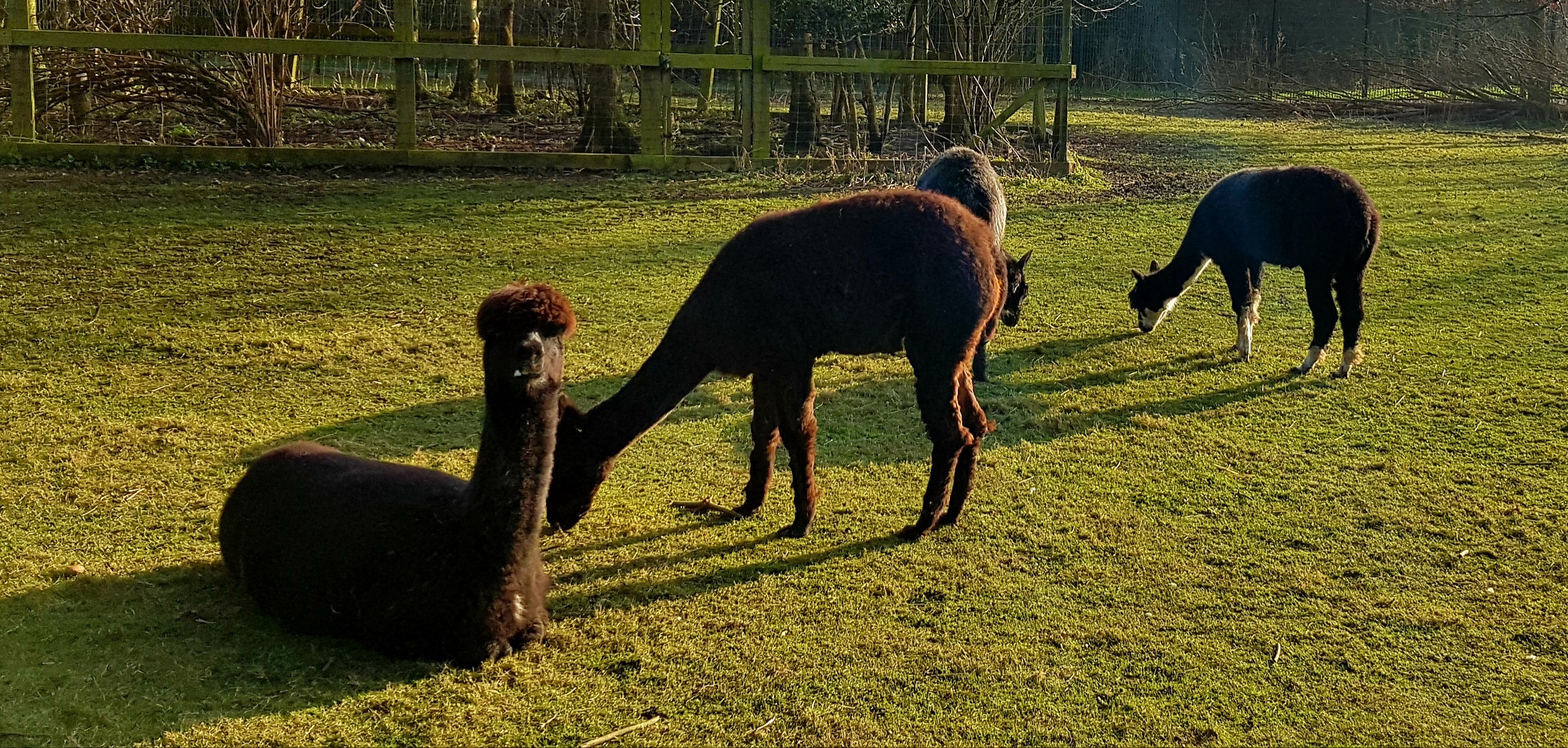Alpaca at AEC
