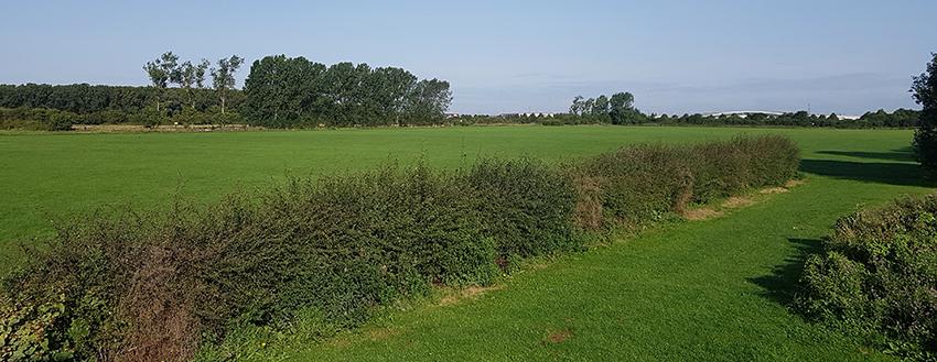 Photograph of a grassy landscape with blue skies