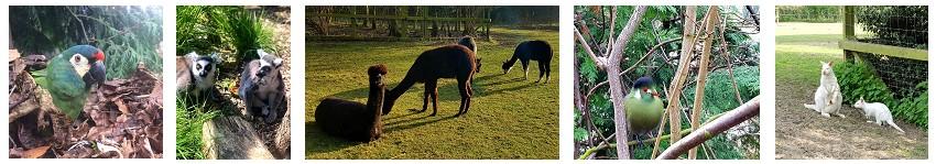 Photographs of animals at East Park