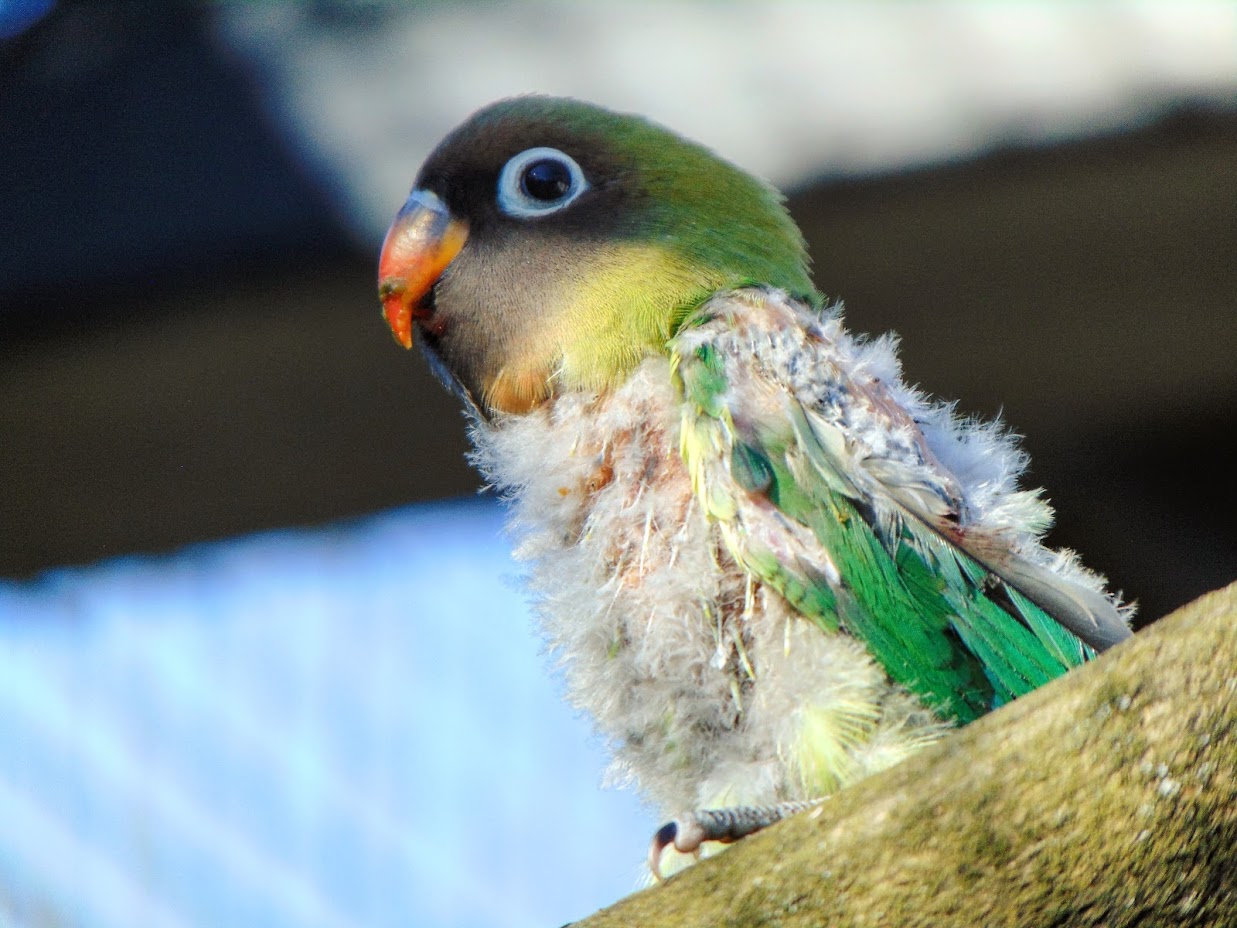 Bird at the AEC