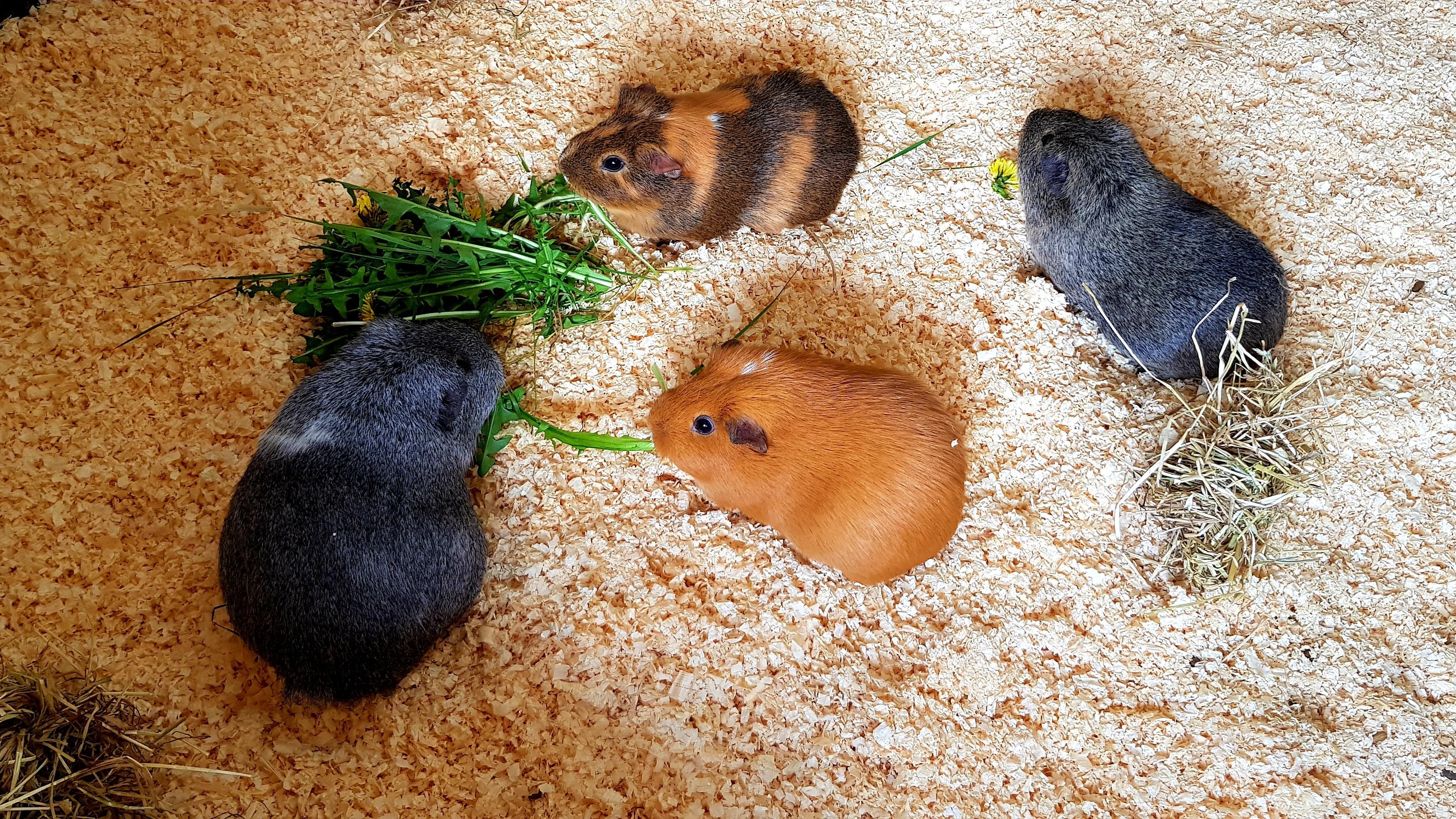 Guinea Pigs