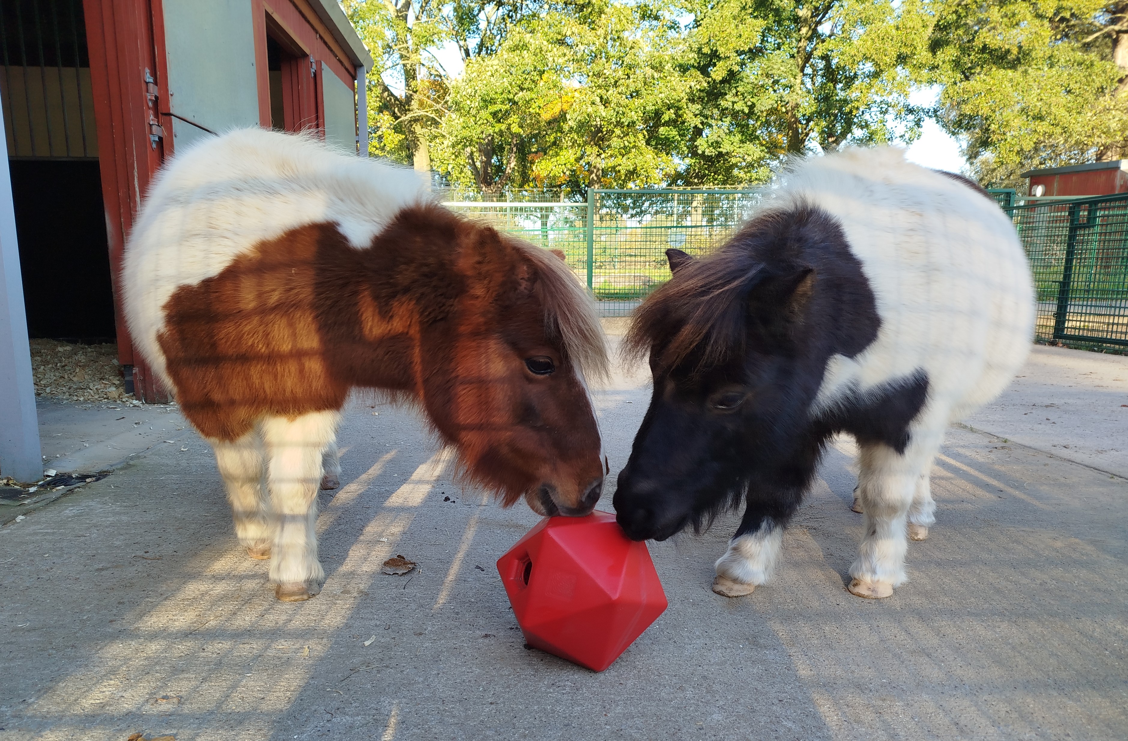 Ponies