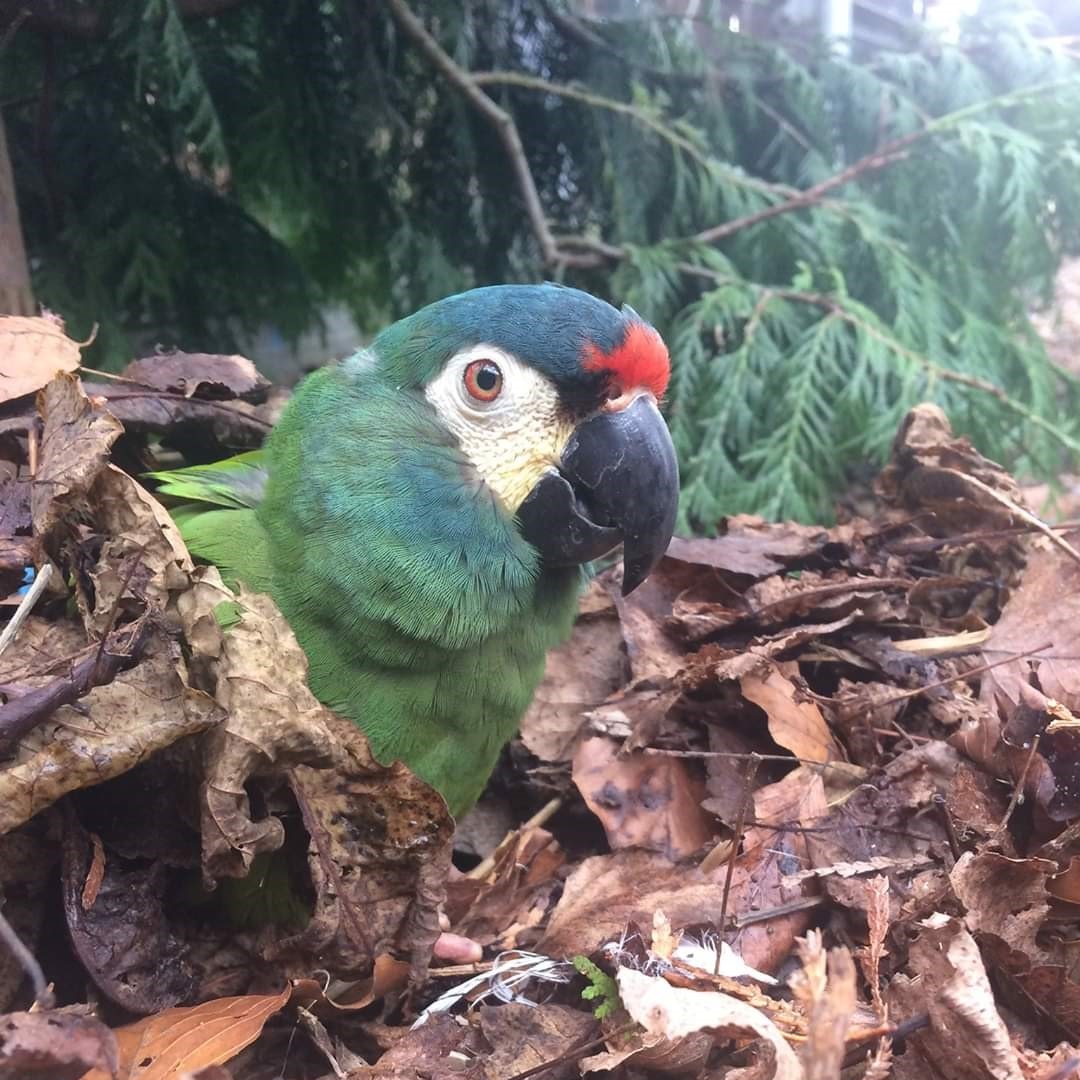 bird