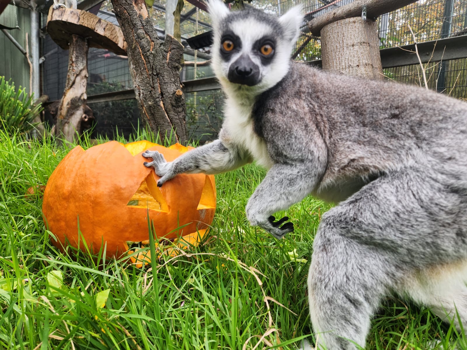 lemurs at halloween