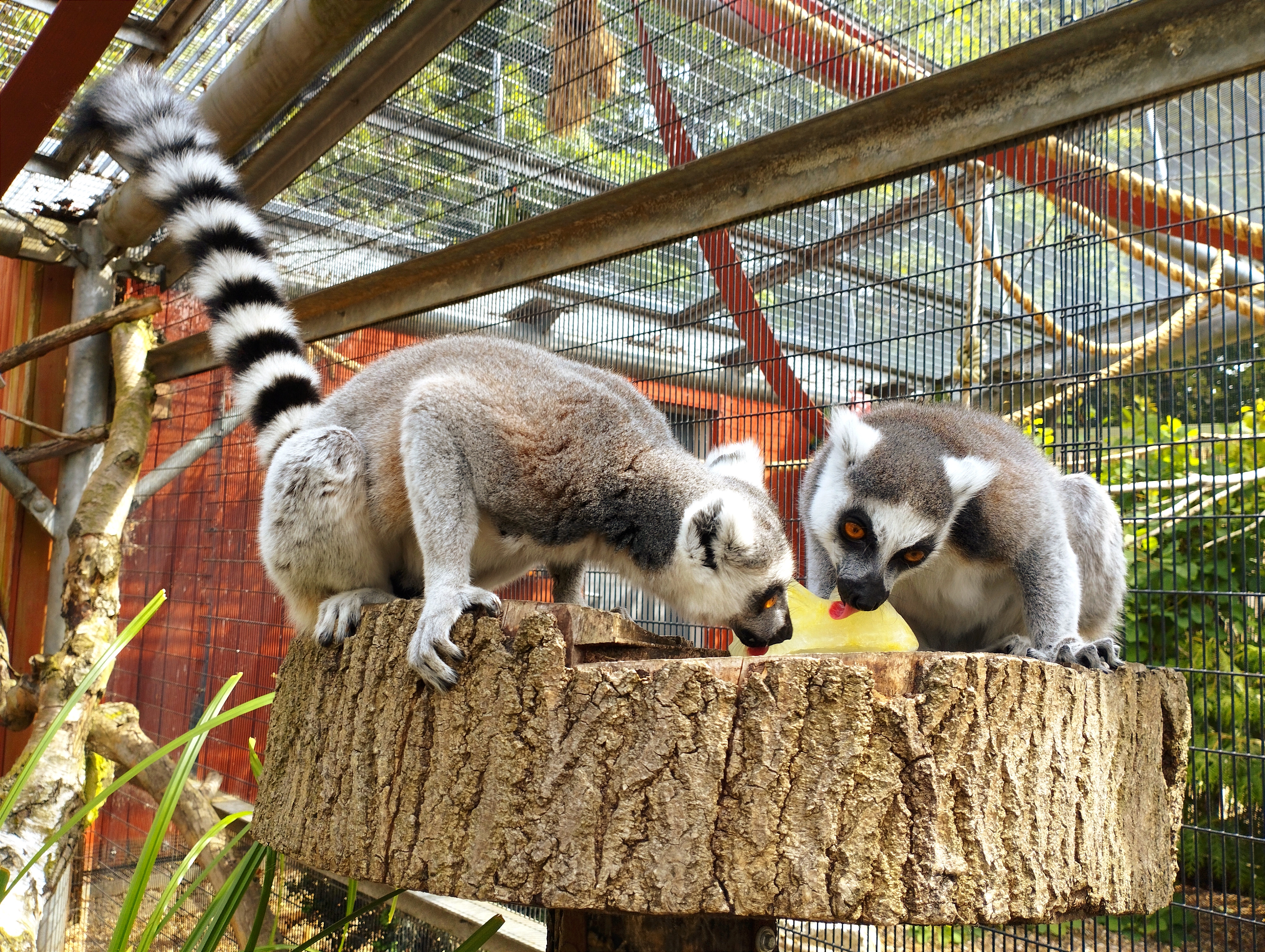lemurs eating ice lolly