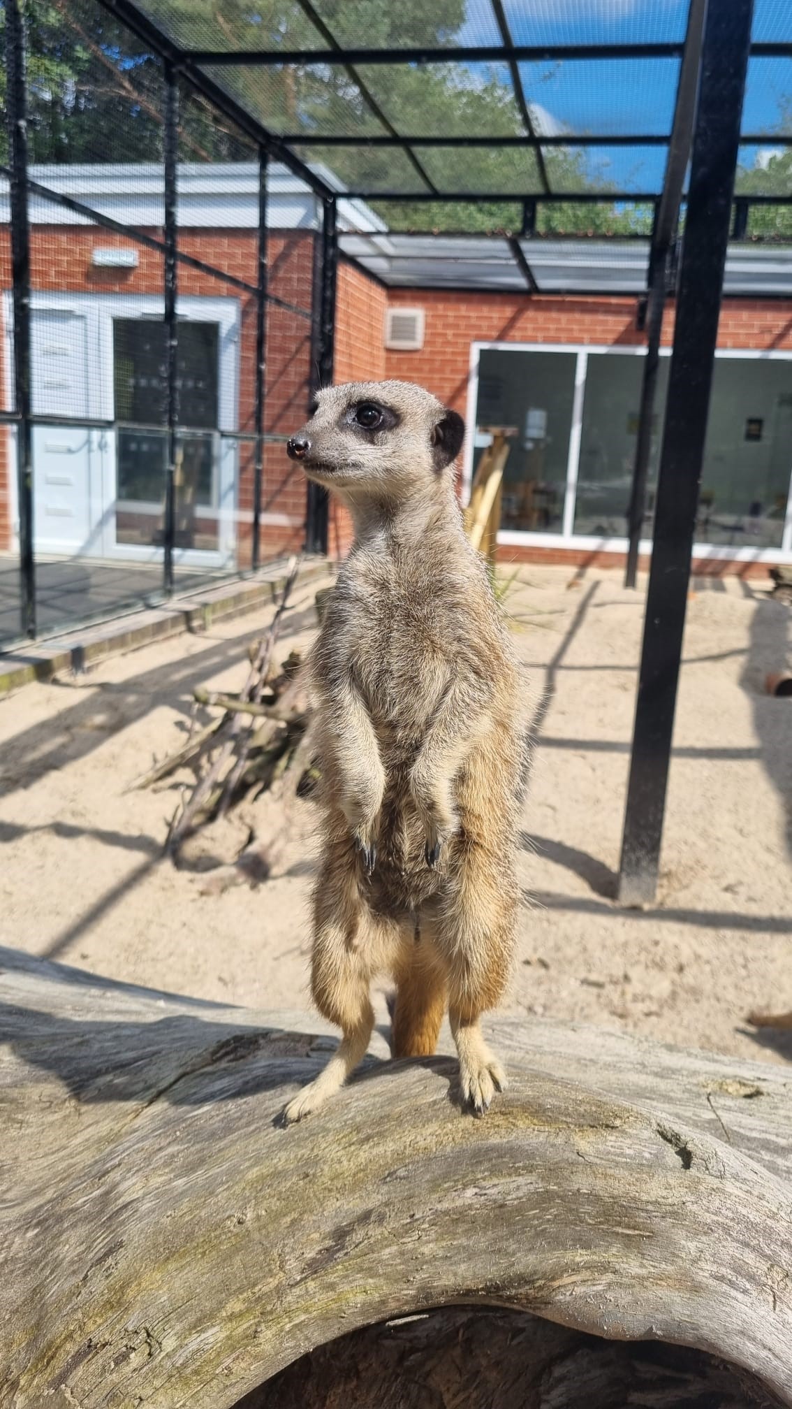 image of a meerkat