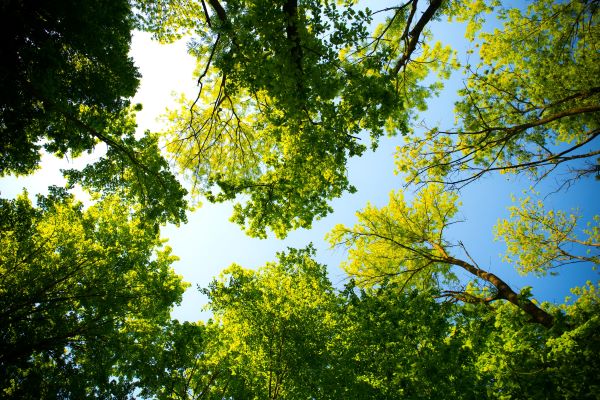 A photograph looking upwards towards the sky and the tops of trees