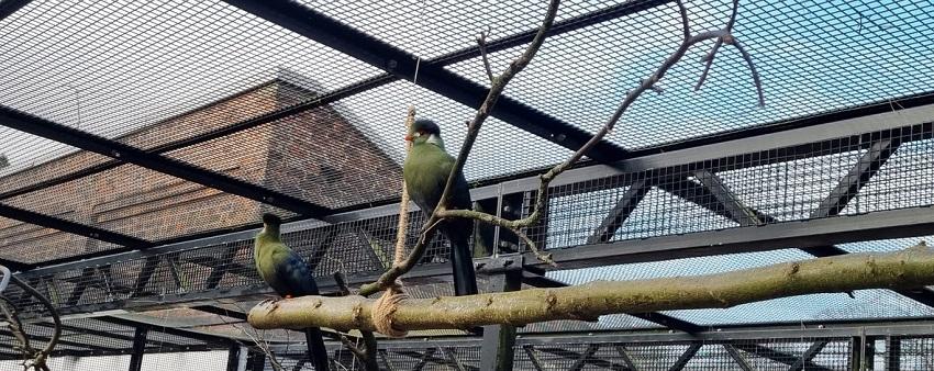 Photograph of 2 birds sitting on a tree branch