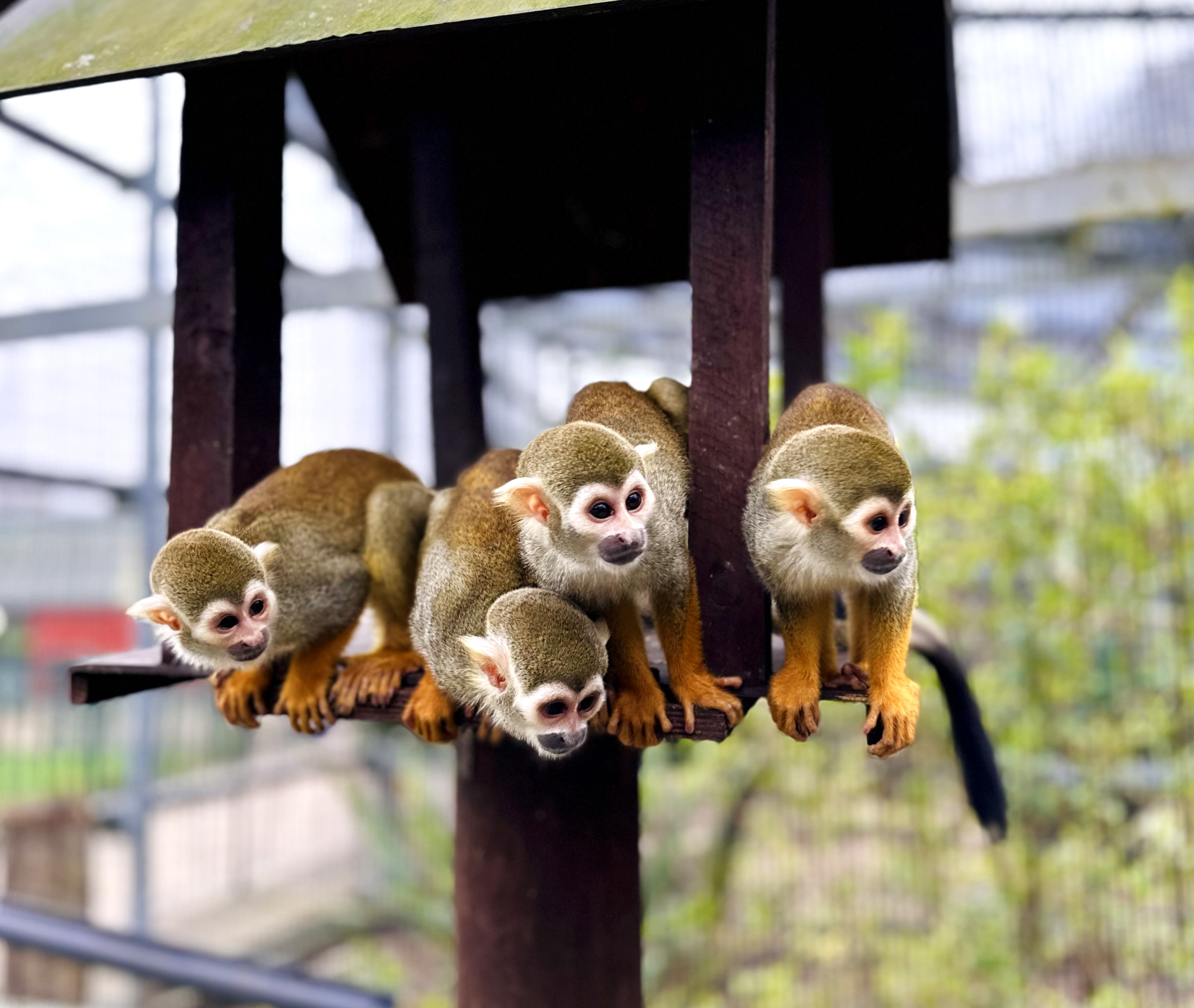 Image of squirrel monkey
