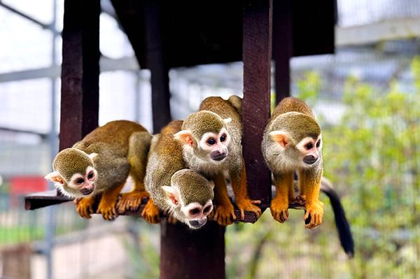 three squirrel monkeys