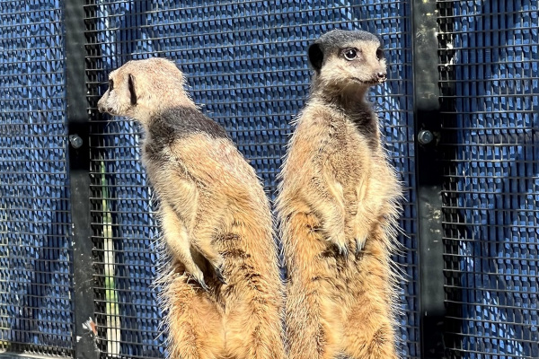 Standing pair of meerkats
