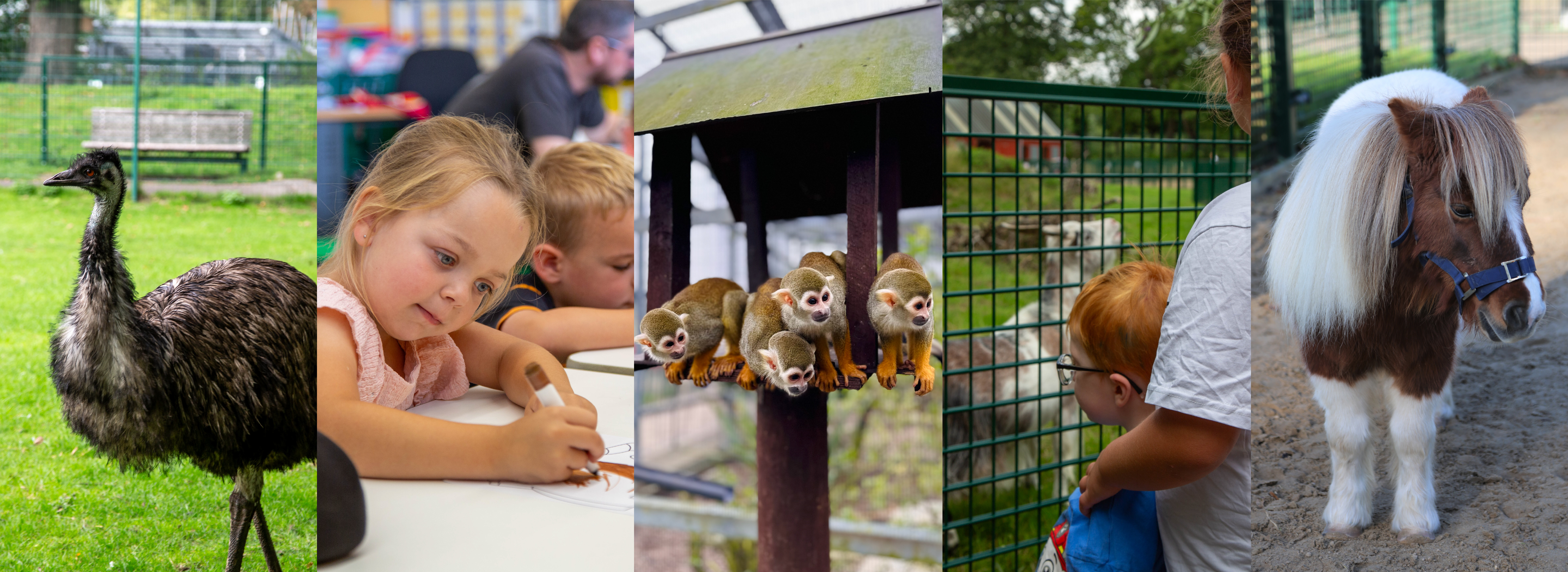 image of 5 different zoo activites